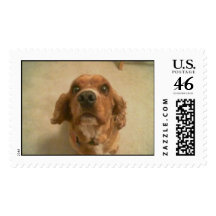 Cocker Spaniel Stamp
