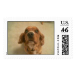 Cocker Spaniel Stamp