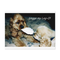 Cocker Spaniel Tug-of-War Postcard