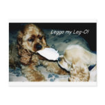Cocker Spaniel Tug-of-War Postcard