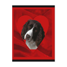 Cocker Spaniel Valentine postcard