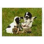 Cocker Spaniels cards