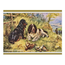 Cocker Spaniels Post Card
