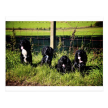 Cocker Spaniels Postcards
