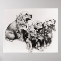 Cocker Spaniels Poster