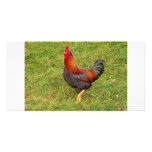 Cockerel Photo Cards