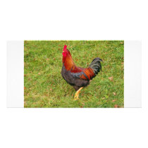 Cockerel Photo Cards