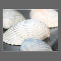 Cockles Postcard postcards