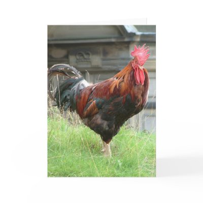 Cockrel Greeting Card by Libby