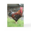 Cockrel cards