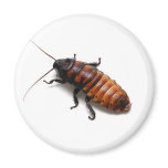 Cockroach magnets