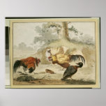 Cocks Fighting