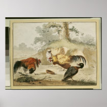 Cocks Fighting