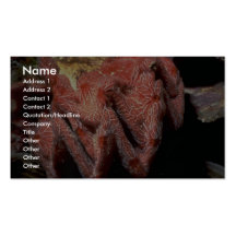 Cockscomb oyster (Lopha cristagalli) Shell Business Card Template