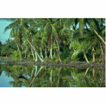 Coco Nutty Beach Acrylic Cut Outs