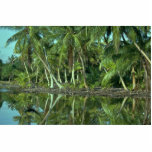 Coco Nutty Beach Acrylic Cut Outs