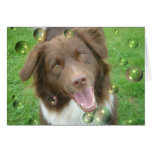 Cocoa - the fabulous Aussie Card