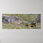 Cocodrilo y tortuga posters