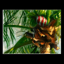 Coconut Florida Christmas postcard postcards