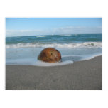 Coconut On The Beach (2) poster
