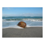 COCONUT ON THE BEACH (4) Poster