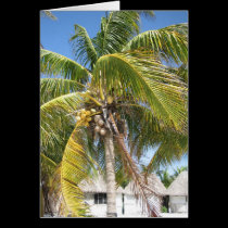 Coconut Palm cards by Firecrackinmama Coconut Palm cards
