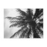 Coconut Palm Post Card