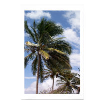 Coconut Palms posters by rainman007 Coconut Palms posters