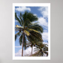 Coconut Palms Posters