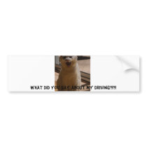 Coconut the cat on the road bumper stickers