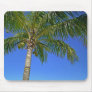 coconut tree and sky