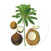 Coconut Tree Botanical Illustration Round Sticker
