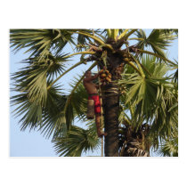 Coconut Tree postcards