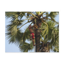 Coconut Tree postcards by webdesignwebdev Coconut Tree postcards
