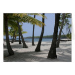 Coconut Trees at Place of Refuge, Hawaii - Card