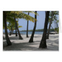 Coconut Trees at Place of Refuge, Hawaii - Card