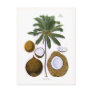 Cocos nucifera (coconut palm) post card