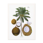 Cocos nucifera (coconut palm) post card