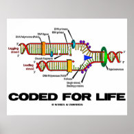 Coded For Life (DNA Replication) Print