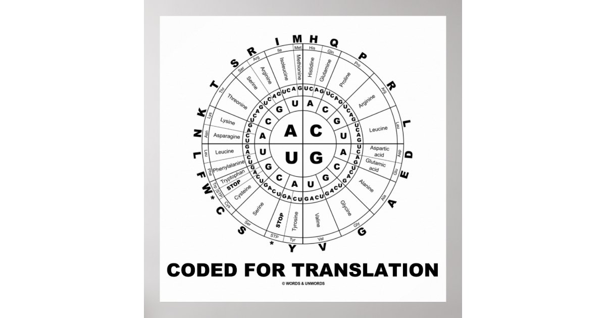 Coded For Translation (RNA Codon Wheel) Poster Zazzle