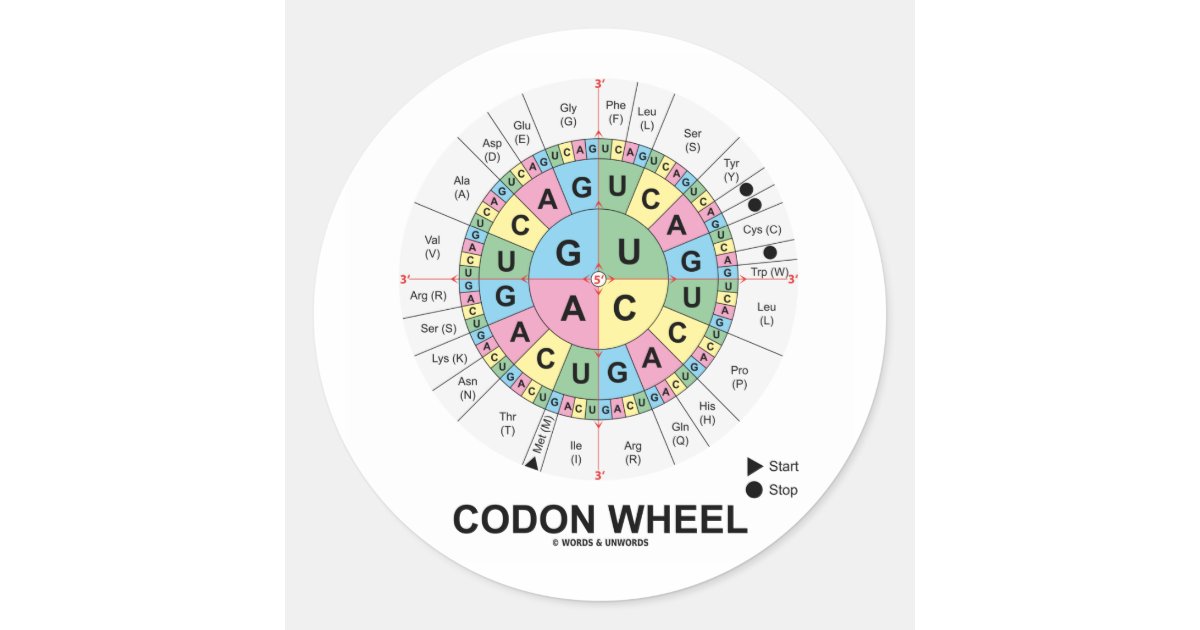 Codon Wheel (RNA Codons Amino Acids) Classic Round Sticker Zazzle