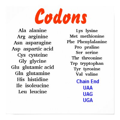 Codons Poster by thejosh