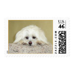 "Cody" Postage
