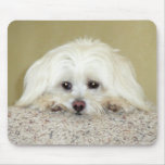 'CODY'  Sweet LittleMaltese photo at top of stairs Mouse Pad