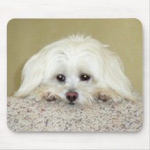 'CODY'  Sweet LittleMaltese photo at top of stairs Mouse Pad