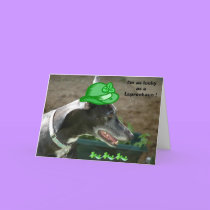 Cofax-Leprechan, I'm as lucky as a Leprechaun ! -S cards