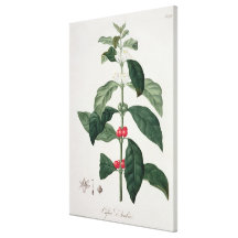 Coffea Arabica from 'Phytographie Medicale' by Jos Canvas Prints