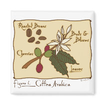 Coffea Arabica magnets