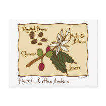 Coffea Arabica postcards