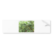 Coffea Canephora bumper stickers